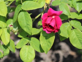 中国各省市区代表性花卉及六盘水适宜种植的花卉六盘水的市花